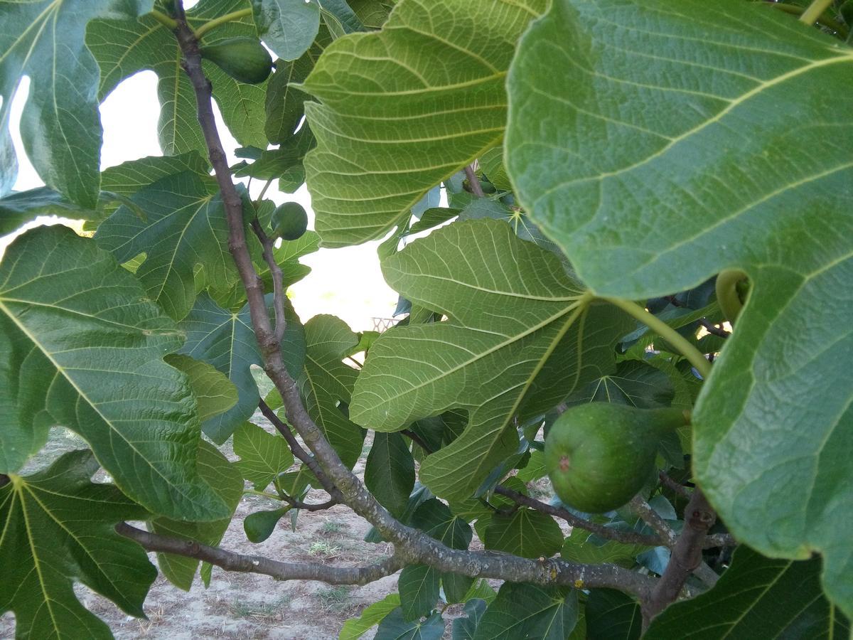 מלון Grândola Elodie'S Country House - Alojamento Local מראה חיצוני תמונה